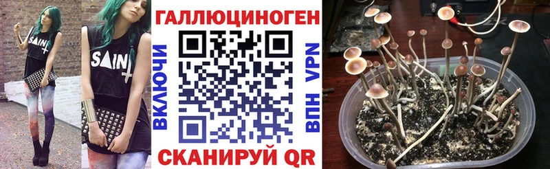 Купить  Абакан  Псилоцибиновые грибы Magic Shrooms 